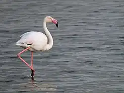 Rosaflamingo
