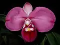 Phragmipedium kovachii