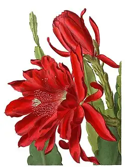 Phyllocactus hybr.
