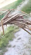 Weibchen mit Jungtieren in seinem Netz