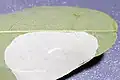Platzmine einer Raupe