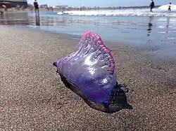 Schwimmblase