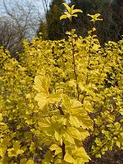 'Angel Gold'