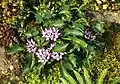 Physoplexis comosa (L.) Schur