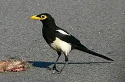 Foto einer Gelbschnabelelster neben einem Kadaver