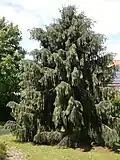 Picea breweriana in einem Garten in Belgien