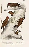 Abbildung 1 & 2 Mesopicus caboti illustriert von Albin Mesnel (1830–1875)
