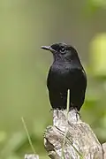 Mohrenschwarzkehlchen (Saxicola caprata), Männchen