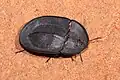 Helea scaphiformis