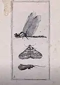 Libelle und Nachtfalter