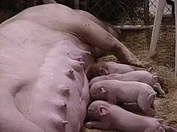 Schwein