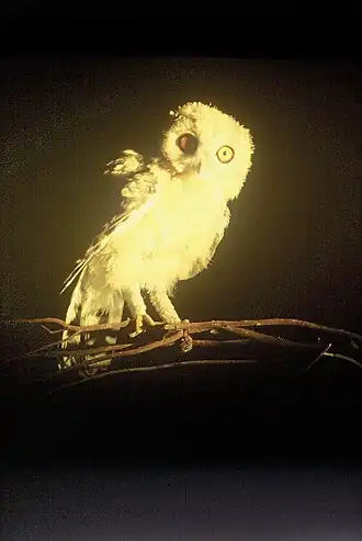 Fahlkauz (Strix hadorami)