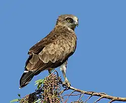 Schlangenadler