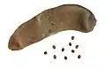 Frucht und Samen von Piliostigma thonningii