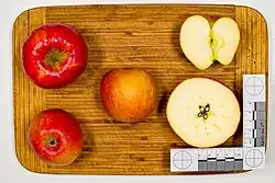 Ansicht der Frucht