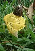 Phallus&nbsp;sp. mit Schleier aus dem Nationalpark Masoala, Madagaskar