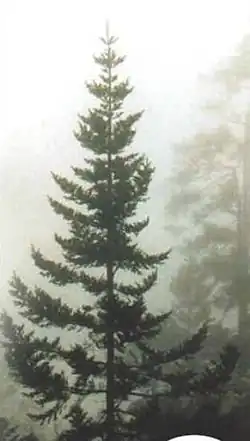 Guatemala-Tanne (Abies guatemalensis)