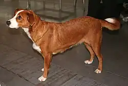 Österreichischer Kurzhaarpinscher