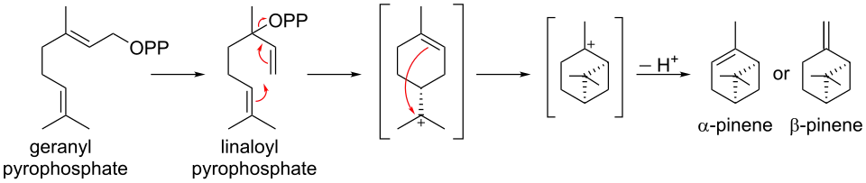 Biosynthese von Pinenen