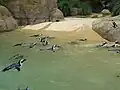 Nachgebautes Atlantikufer für die Brillenpinguine
