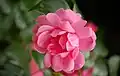 ‘Pink Meilove’, Meilland, 2007