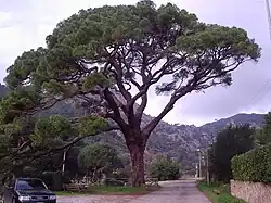 Pinus pinea (Pinie), Coniferopsida