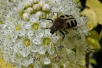 Pinselkäfer