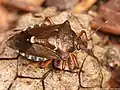 Raupenjäger (Pinthaeus sanguinipes)