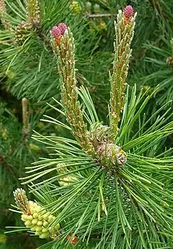 Pinus mugo; Zweig mit getrennten Blüten beiderlei Geschlechts