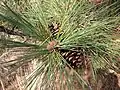 Pinus ponderosa subsp. ponderosa, Klamath Marsh National Wildlife Refuge