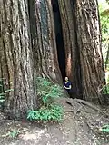 Pioneer Tree, einer der ältesten Küstenmammutbäume im Park