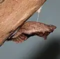 Gürtelpuppe