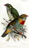 Brustbandkotinga (Pipreola whitelyi) gemalt von John Gerrard Keulemans