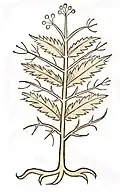 Piretrum. Hortus sanitatis 1491