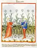 Piretrum. Abdul ibn Butlan 14. Jh.[30]