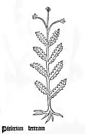 Piritrum. Gart der Gesundheit 1485