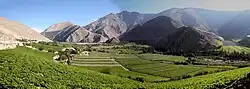Chilenische Pisco Reben und Weinkulturlandschaft
