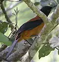 Zweifarbenpitohui (Pitohui dichrous)