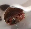 Sekundäre Kieme bei P. scalaris