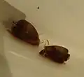 Luftblasen unter der Gehäuseoberfläche bei P. scalaris