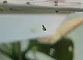 P. scalaris Jungtier gleitet an einem Schleimfaden durchs Wasser.