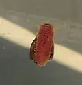 P. scalaris gleitet unterhalb der Wasseroberfläche entlang.