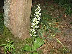 2011 Zweiblättrige Waldhyazinthe