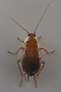 Die Tanger-Waldschabe (Planuncus tingitanus) stammt ursprünglich aus Nordafrika und konnte sich weit in Süd- und Mitteldeutschland etablieren. Im Bild zu sehen ist ein Weibchen.