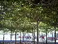 Platanenwäldchen im Park des Jüdischen Museums