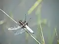 Plattbauch-Libelle
