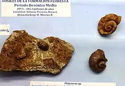 Paläontologische Stätte des Mittleren Devons in Floresta, Boyacá