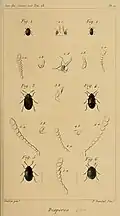 Platydema duponti Figur 3