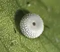 Ei