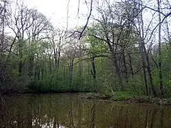 Im Leipziger Auenwald